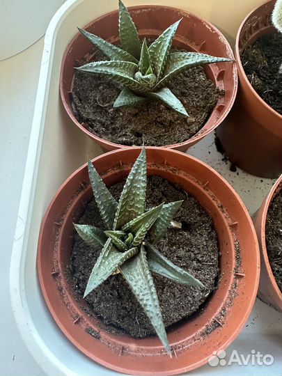 Суккуленты Хавортия Комнатные цветы