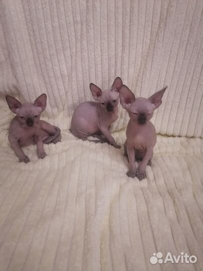 Продам котят Канадских сфинксов