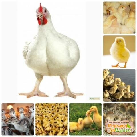 Вся сельхоз птица от А до Я в лпх