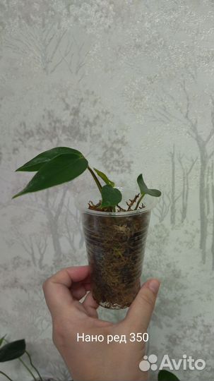 Антуриумы детки