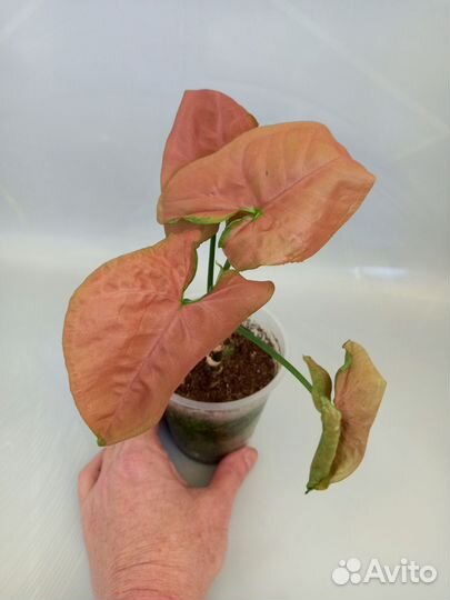 Сингониумы сортовые