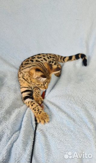 Котята саванна