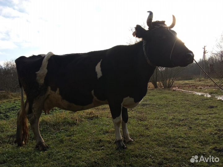 Продам корову чёрно-пестрой породы