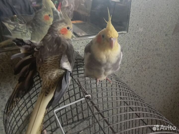 Попугай корелла с клеткой