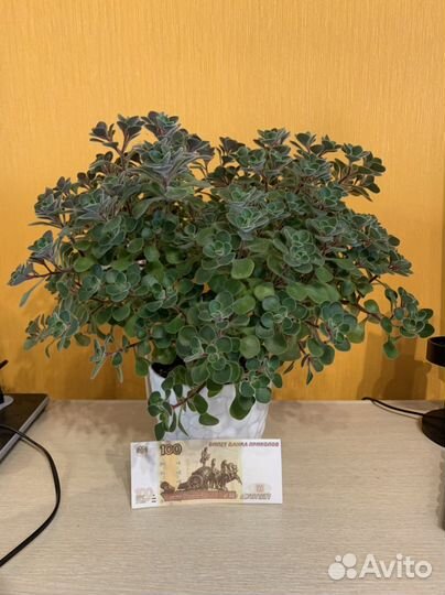 Аихризон дерево любви (счастья)