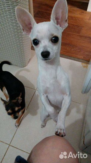 Вязка кобель чихуахуа