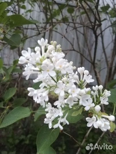 Сирень белая