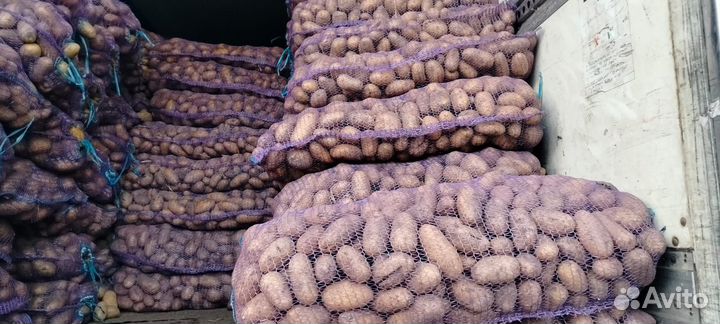 Продам картофель