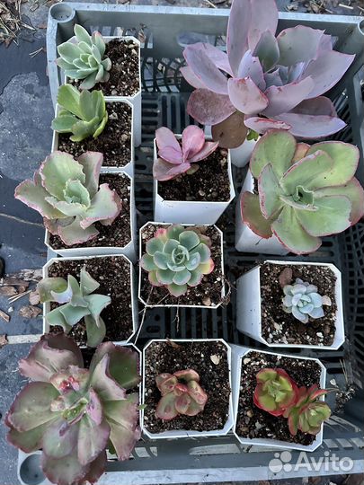 Большой лот корейских эхеверий