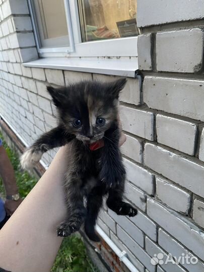 Метисы шотландской