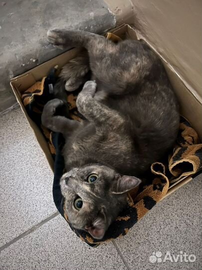 Кошка в добрые руки