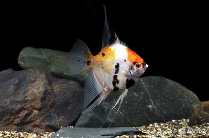 Скалярия Кои Ангел (SM) (арт 3003)