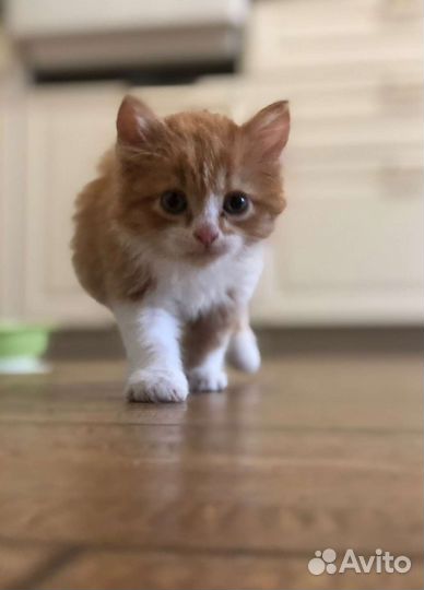 Котенок