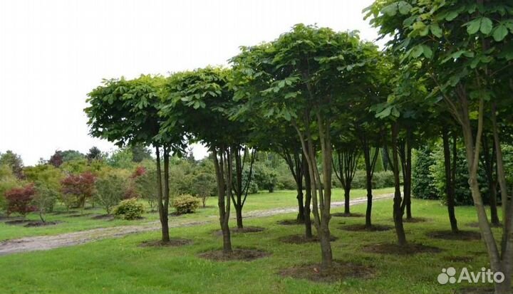 Маньчжурский орех