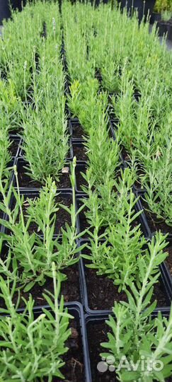 Саженцы лаванды. Экстра. 