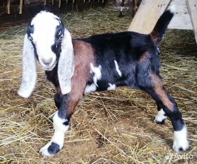 Англо-нубийские козы, козлята, козлы