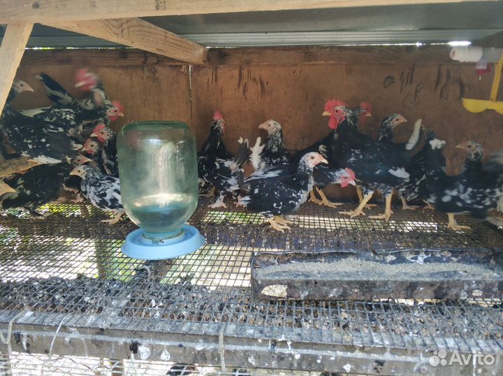 Карликовые куры бентамки