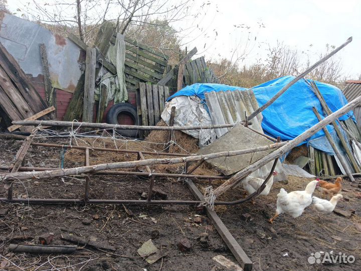 Сани для лошади и хомуты