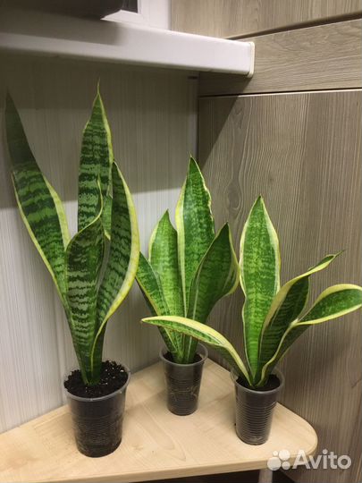 Сансевиерия