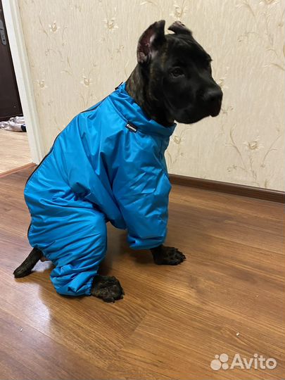 Комбенизон для собаки мальчика