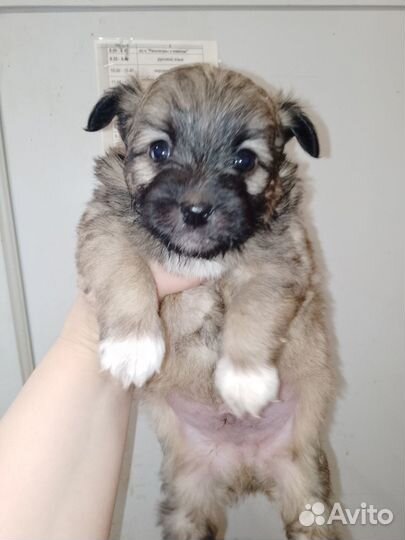 Отдам в добрые руки