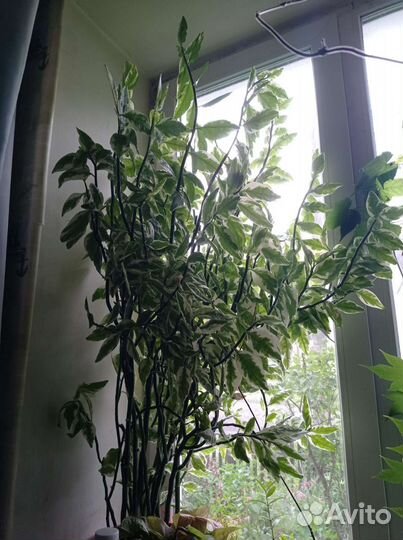 Педилантус