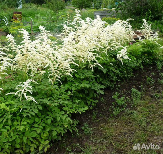 Астильба белая
