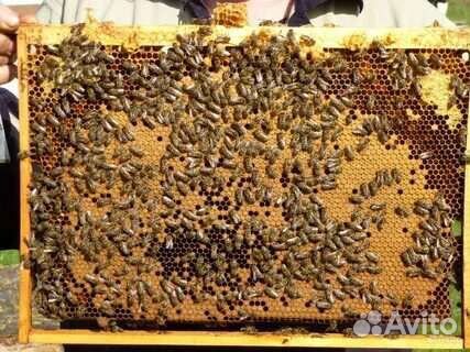 Продаю пчелосемьи