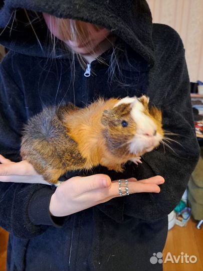 Морские свинки