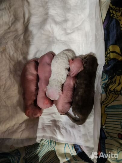 Котята сфинкса