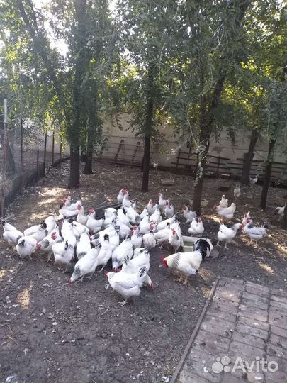 Куры несушки