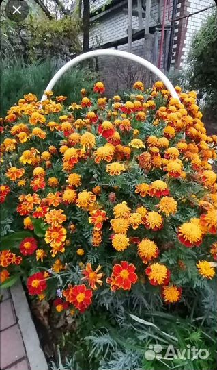 Бархатцы семена