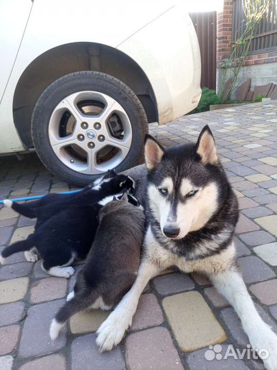 Щенки сибирской хаски