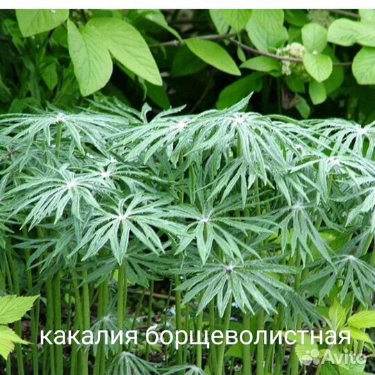 Растения для тенистого сада