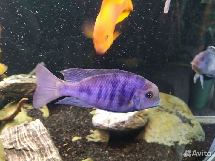 Цихлиды Малави