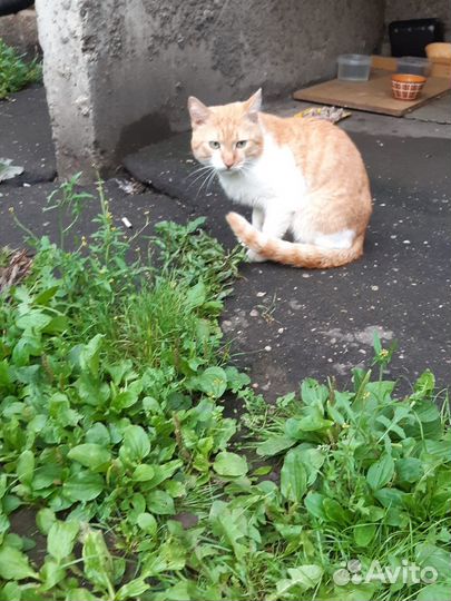 Котик В беде