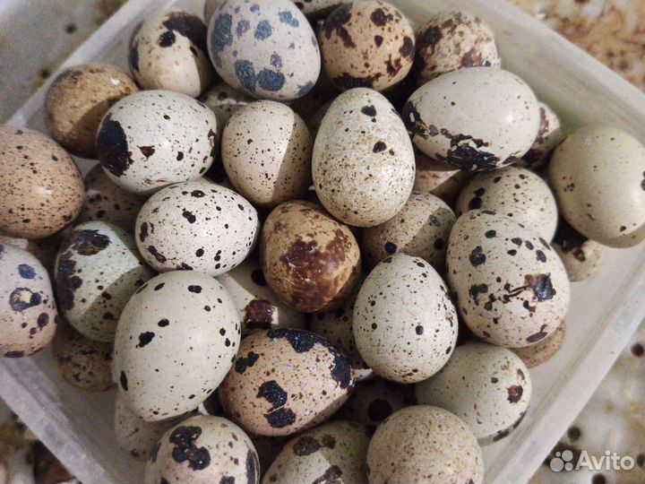 Яйца перепелиные инкубационное
