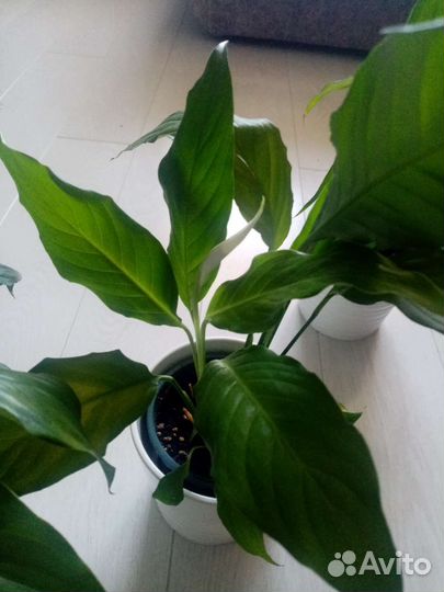 Спатифиллум