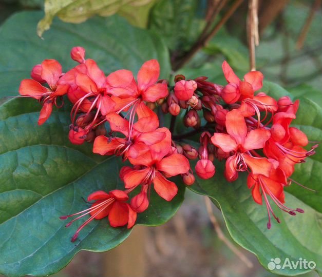 Клеродендрумы