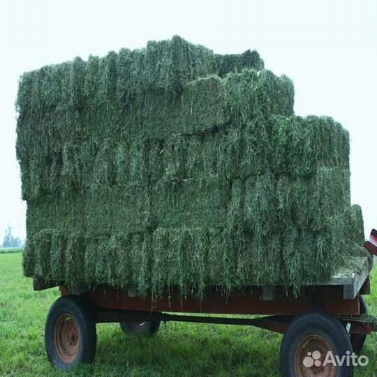 Сено в квадратных тюках 25кг