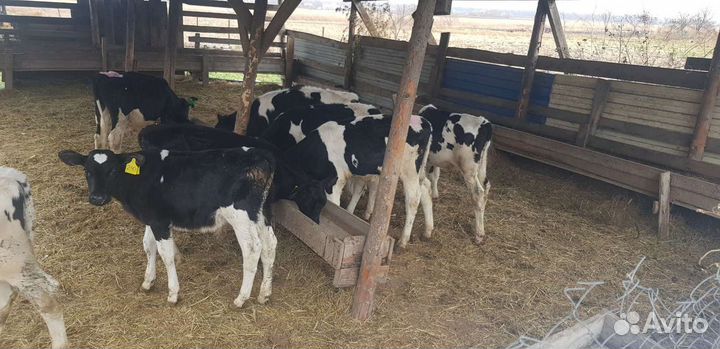 Телята, Бычки