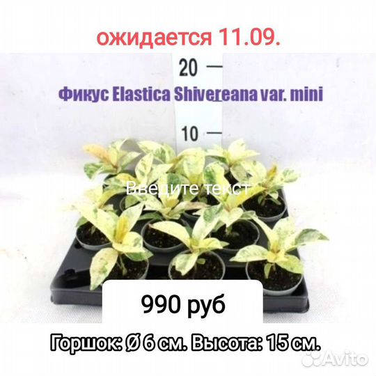 Фикус сортовой 4 вида, филодендрон сортовой