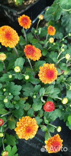 Хризантемы мультифлора