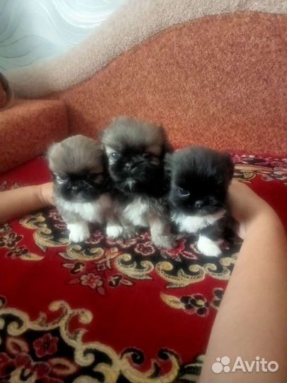 Щенки пекинеса