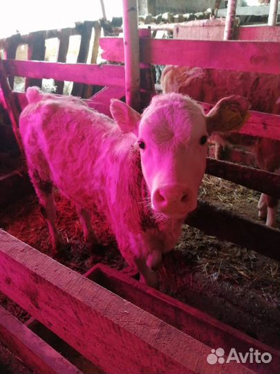 Телята,телки,бычки