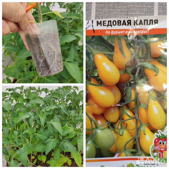 Рассада помидор черри