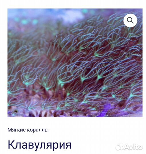 Продам кораллы