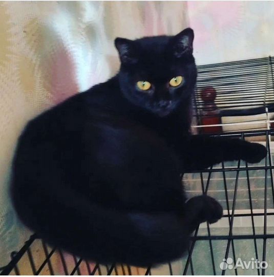 Кошка Пьетра