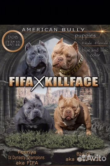 Красивые ласковый Дети- американский булли