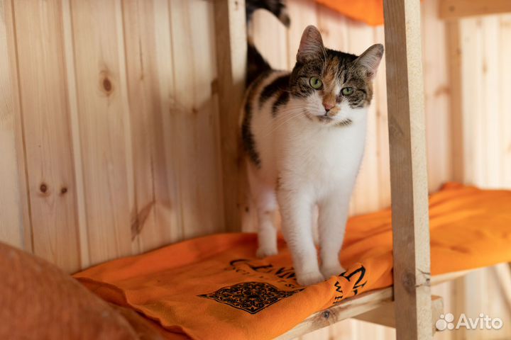 Кошка Дамка 4 года в дар